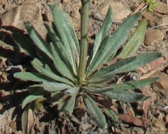Pterogonum alatum (Eriogonum alatum)